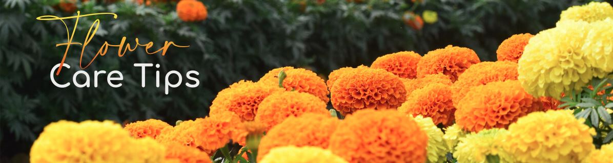 streamtech - flower care - fiber home internet