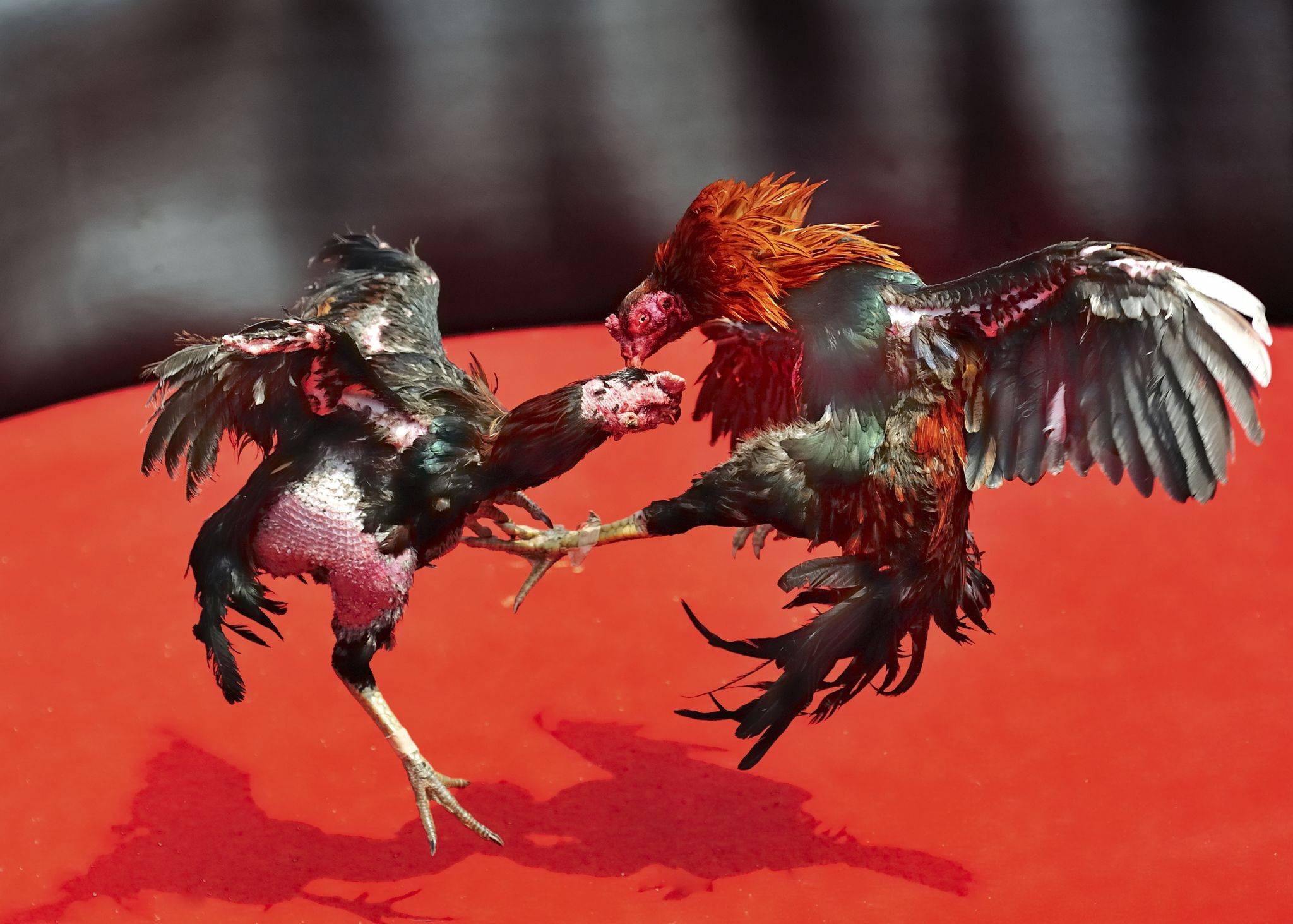 Online Sabong - Streamtech Fiber Internet