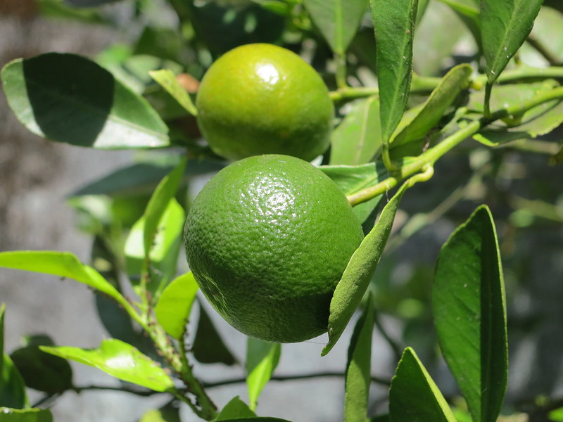 calamansi - economy of nueva ecija - streamtech fiber internet