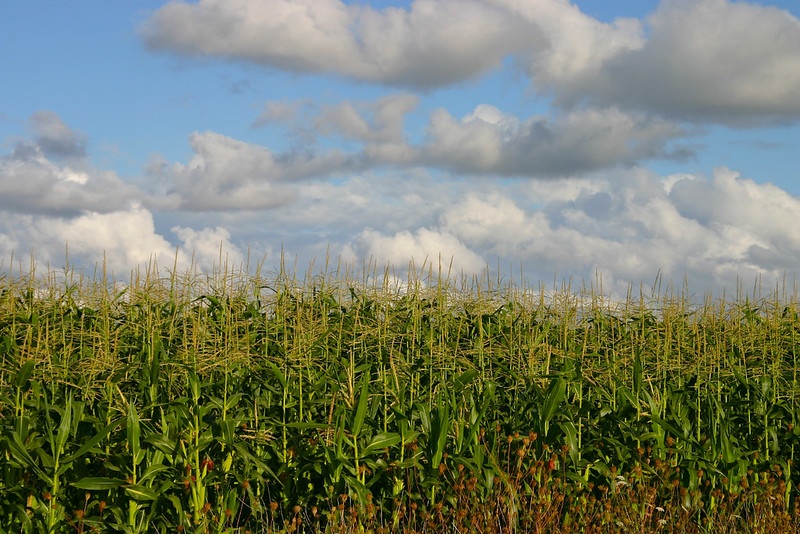 corn - economy of nueva ecija - streamtech fiber internet